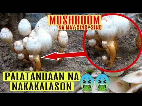 Video: Mushroom orange. Paano makilala ang nakakain na mushroom mula sa lason