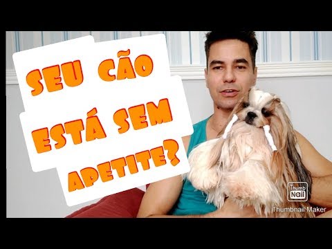 Vídeo: Esta pode ser a razão pela qual seu cão perdeu seu apetite