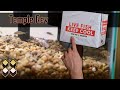 King Koi Goldfish Unboxing - Betta and Celestial Pearl Danios