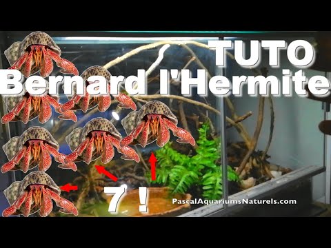 Vidéo: Hermit Crabs: Espèce de crabe ermite terrestre