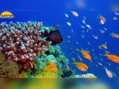 دهب مدينة السحر والجمال البحرالاحمر دهب