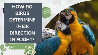How do birds determine their direction in flight? | Learn The World