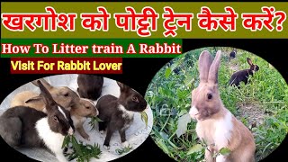 खरगोश को पोट्टी ट्रेन कैसे करें?। How To Potty Train A Rabbit?। Khargosh Ko Potty Train kaise karen