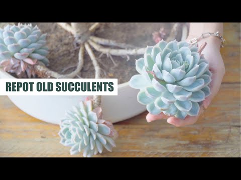 HOW TO CUT, TRIM AND REPOT OLD SUCCULENTS | 9 Years Living with Succulents