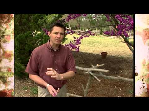 Video: Viper's Bugloss Flower - Var och hur man odlar Viper's Bugloss Plant