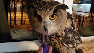Yoll the eagle owl with new toys