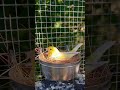 Yellow Canary Bird on Eggs | Aviary Birds