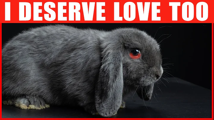 14 Ways to Tell Your Rabbit You Love Them - DayDayNews