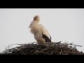 Вечір у гнізді білого лелеки / Evening in the White Stork&#39;s nest