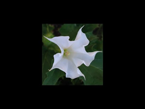 Vidéo: Quand le datura fleurit-il ?