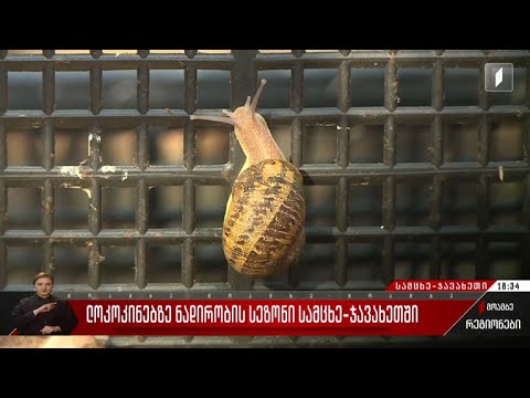 ლოკოკინებზე ნადირობის სეზონი სამცხე-ჯავახეთში