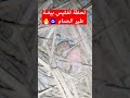 لحظة تفقيس بيضة طير الحمام 