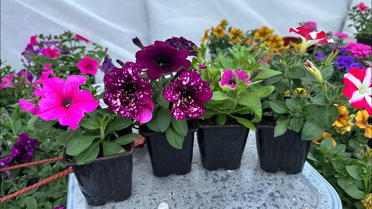 Получил черенки петунии. Черенкование - все секреты.🌺😍