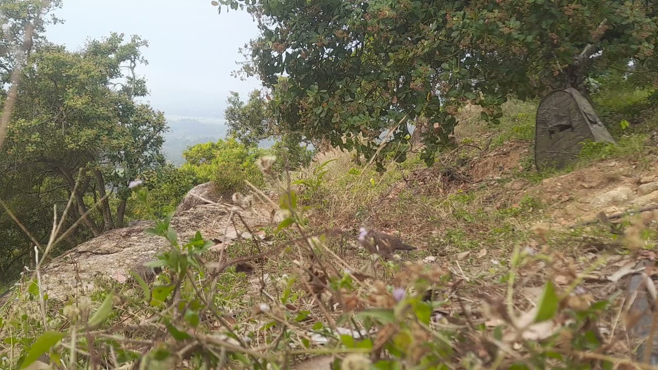 Mồi đồng gù ép bổi trận . trần hiệp cu gáy 