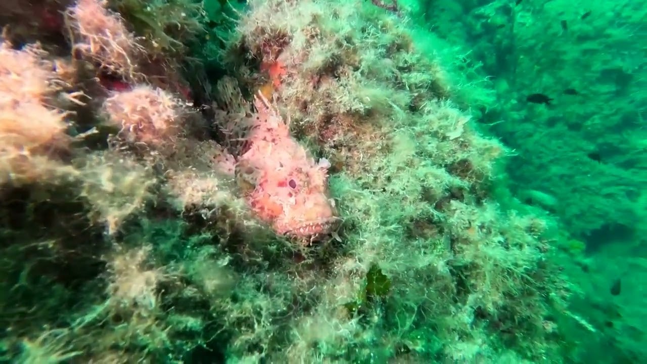 scorfano rosso di discreta taglia