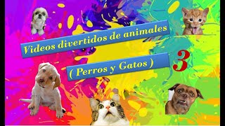 Vídeos divertidos de animales Trate de no reírse parte ( perros y gatos ) 3