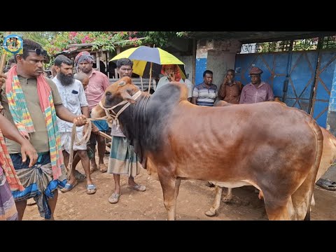@ শনিবার ২৭ জুন"২৬|| কত কসরত করে কিনতে হয় বিক্রির জন্য, খামার উপযোগী ষাঁড় গরু কাহারোল হাটে||