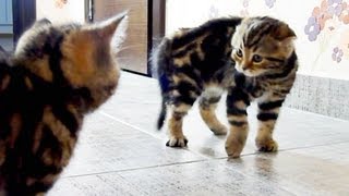 Wrestlers from Chorus Line of Cute Kittens