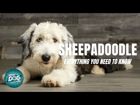 فيديو: هل لديك كلب ما يلزم ليكون الكلب العلاج؟