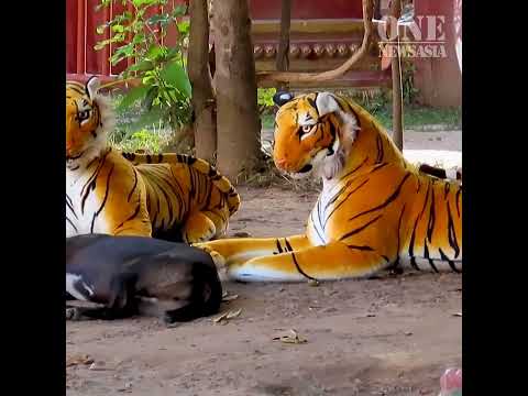 ভিডিও: কঙ্কাল কি কুকুরকে ভয় পায়?