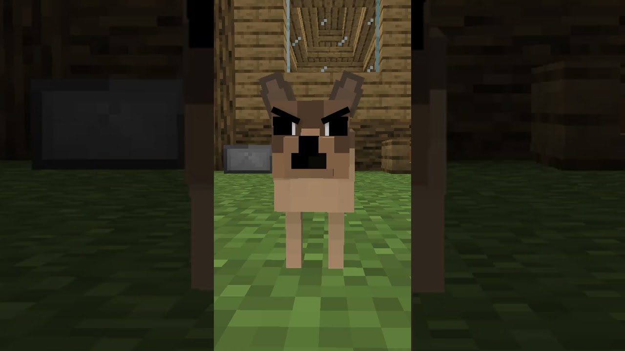 ¿POR QUÉ NO HAY CHIHUAHUAS? #minecraft #shorts #minecraftshorts
