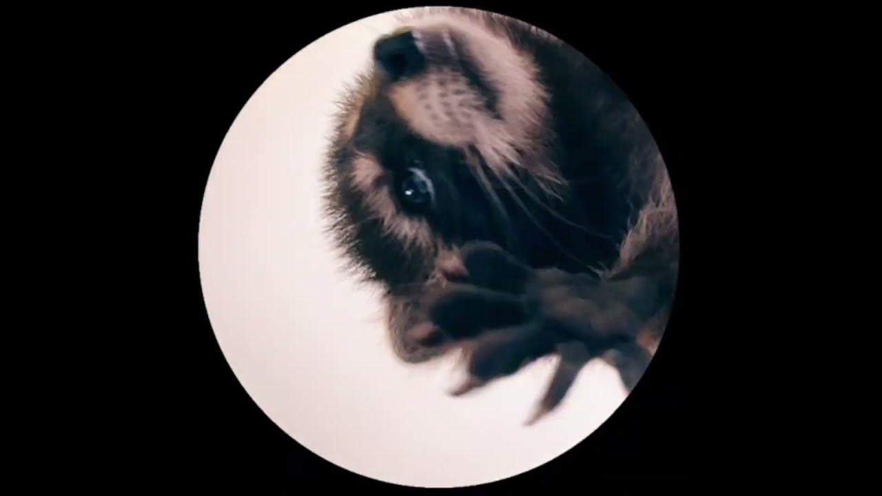 Pedro dancing Racoon - Pedro by Jaxomy Chorus loop - YouTube