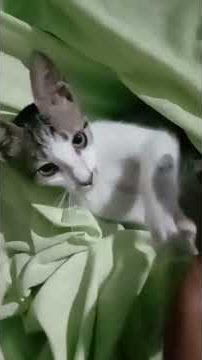 viral ,cats funny video