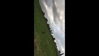 Maya 15 Mesi American Staffordshire Terrier