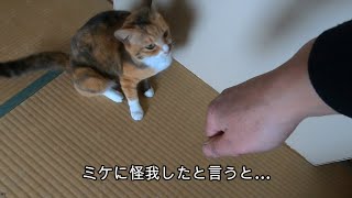 プロレス遊びで父に怪我をさせ気まずくて逃げる娘猫