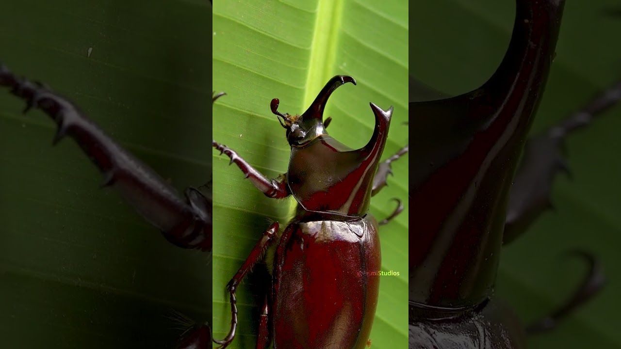 Rhinoceros Beetle Horn Structure and Male Combat Mechanisms