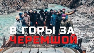 Сезонный сбор черемши в горах Чечни