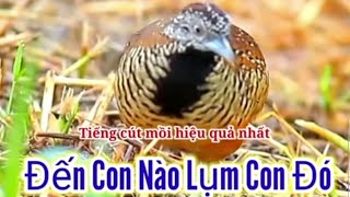 TIẾNG CÚT MỒI CHUẨN NHẤT 2023 || TIẾNG CÚT RỪNG KÊU MỒI || NQH82