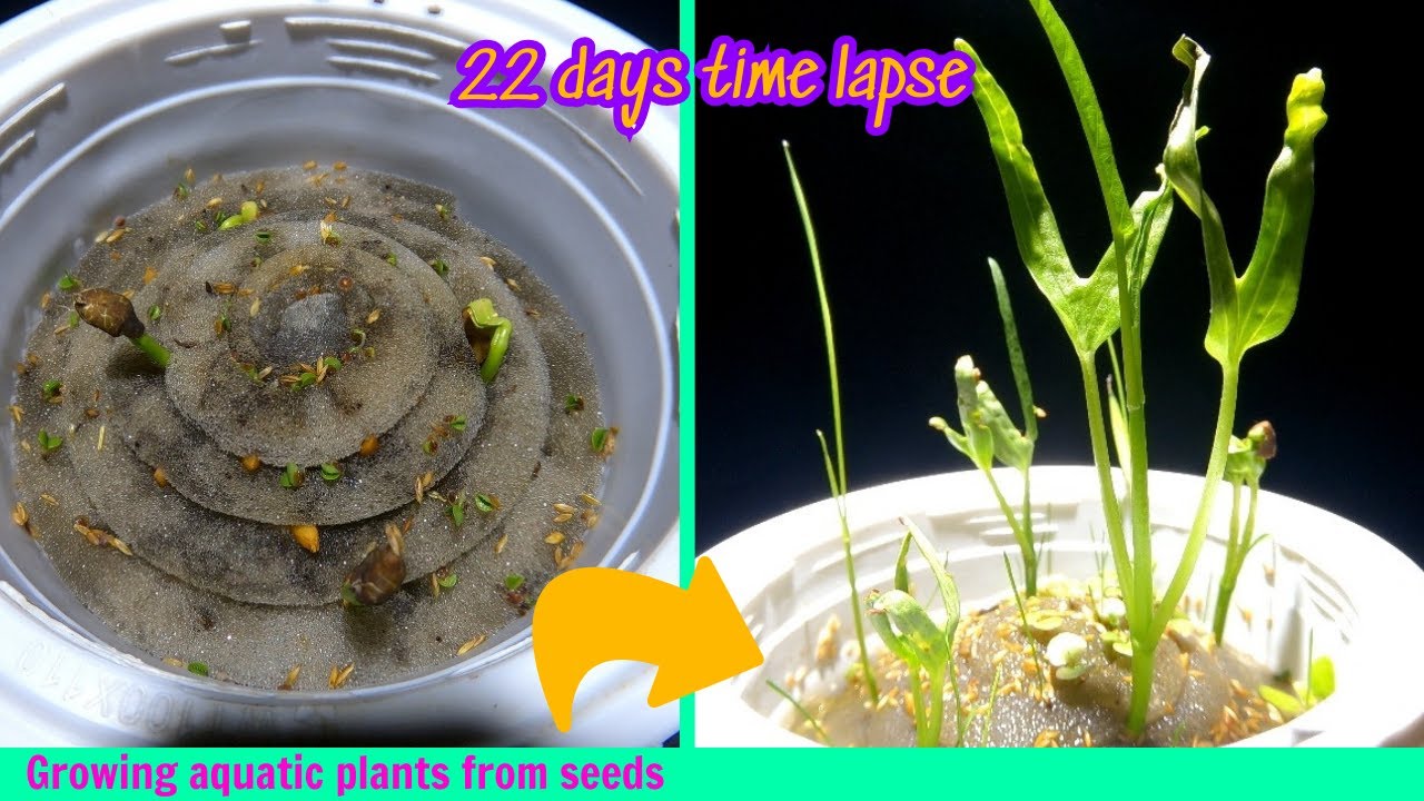 Growing aquatic plants from seeds 22 days time lapse How do aquatic
