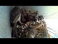 House Finch - Another female sabotages nest
