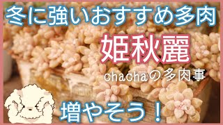 【多肉植物】冬に強い姫秋麗☺️カットしてたくさん増やします✂️✨増やしやすくおすすめな多肉です☺️