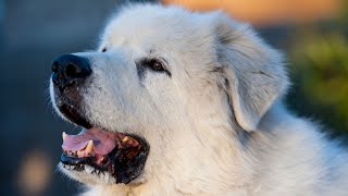 Great Pyrenees: Notable Dogs in History