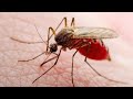 Termite Pest Control Services in Lahore Gujranwala Sialkot Faisalabad Sergodha Islamabad Rawalpindi