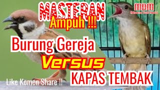 masteran burung gereja tarung vs kapas tembak gacor full durasi sejam non stop!