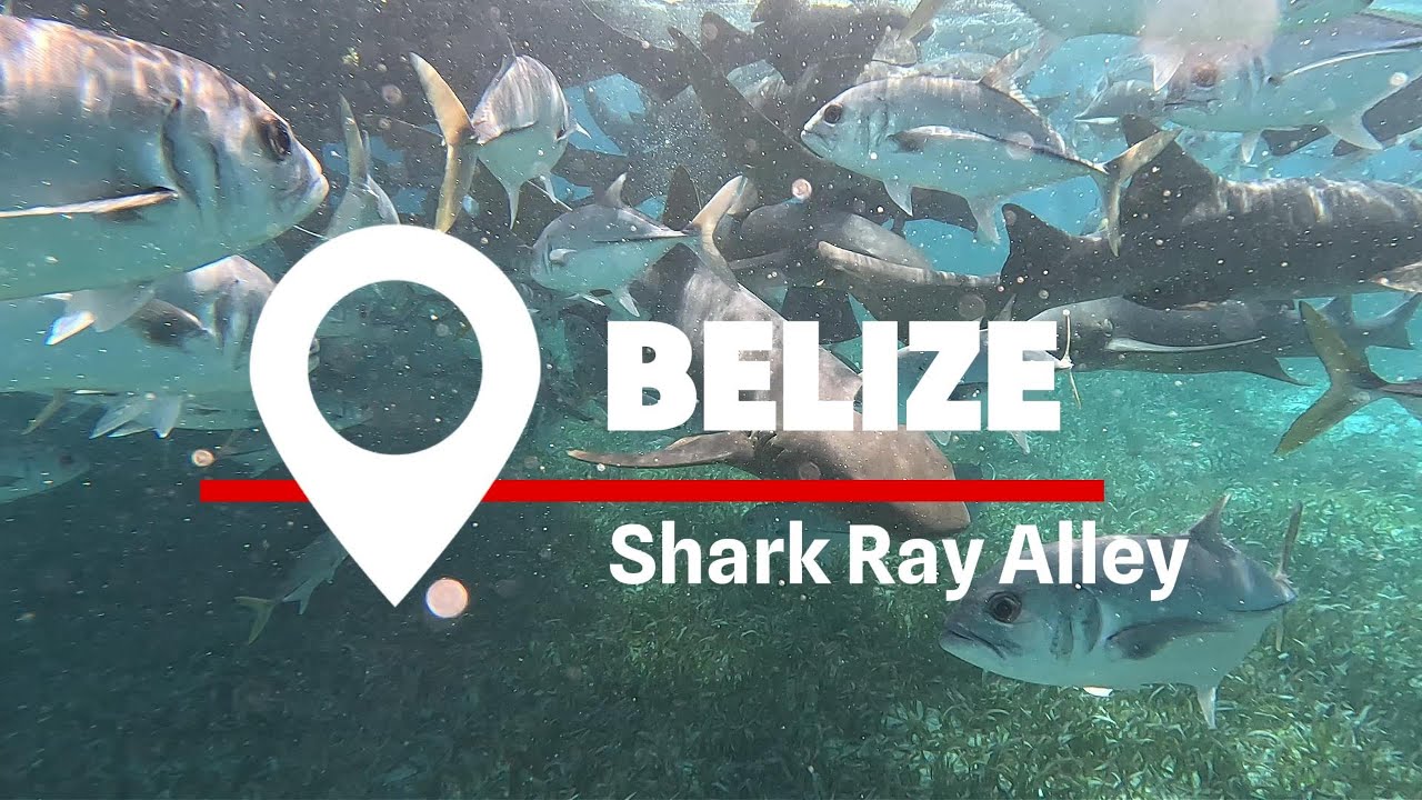 Shark Ray Alley Belize 4K | Scuba Diving with Sharks & Rays