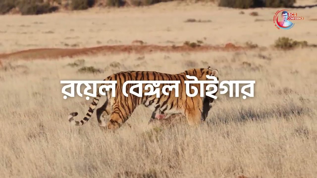বাঘ জরিপ-২০২৪: সুন্দরবনে বাঘের সংখ্যা