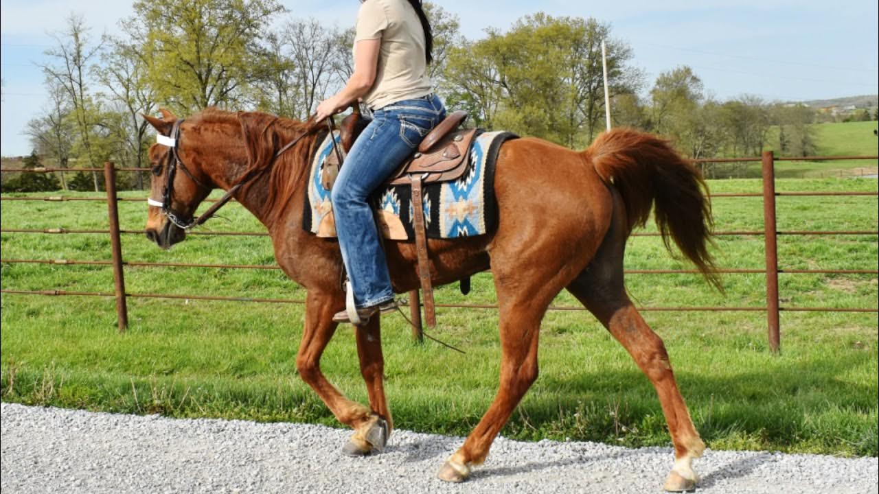 Registered MFT Gelding Vinny *Consigned to the 2021 Wyo Gaited Horse