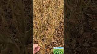 Soybean desiccation for improved harvest