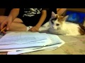 Cookie the Kitty &amp; Homework