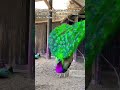 A espécie mais conhecida, o pavão-azul #viral #shortsviral #nature