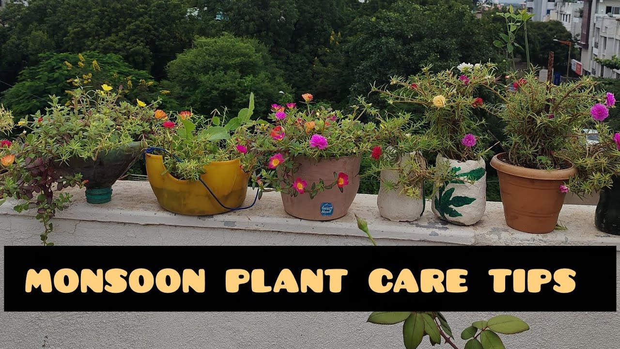 Monsoon plant care tips. Terrace garden update🪴🌱 