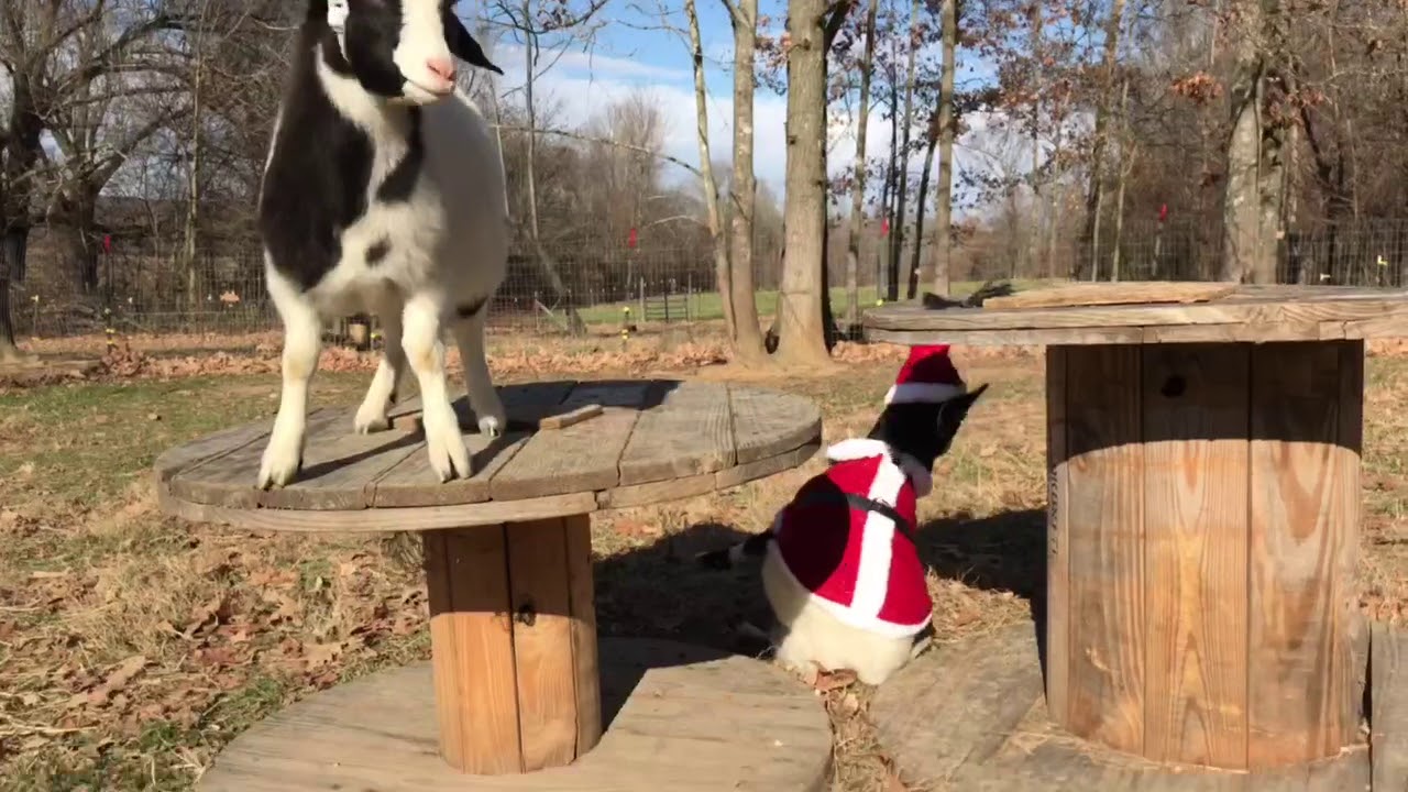 Fainting goat Christmas YouTube