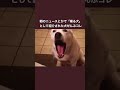 「喋れる犬」としてニュースで紹介された犬のマネ
