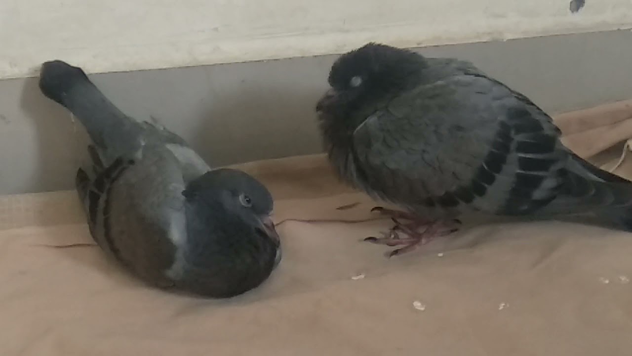 Know How Do Pigeons Look While Sleeping | Baby Pigeon Sleeping