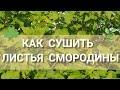 КАК СУШИТЬ ЛИСТЬЯ 🌿☘ СМОРОДИНЫ  В ДОМАШНИХ УСЛОВИЯХ. ПОЛЬЗА ЛИСТЬЕВ  СМОРОДИНЫ 🍵