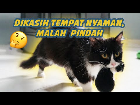 NIMBANG ANAK KUCING PERSIA GEMES YANG BARU LAHIR